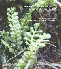 Attēlu rezultāti vaicājumam “Isopaches bicrenatus”