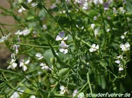 Attēlu rezultāti vaicājumam “Raphanus sativus flower”