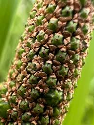 Attēlu rezultāti vaicājumam “Acorus calamus fruit”