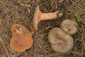 Attēlu rezultāti vaicājumam “Lactarius deliciosus”