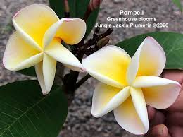 Attēlu rezultāti vaicājumam “Populus x jackii flower”