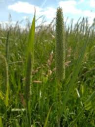 Attēlu rezultāti vaicājumam “Phleum phleoides fruit”