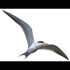 Image result for Sterna forsteri