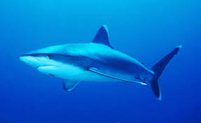 Image result for Carcharhinus albimarginatus