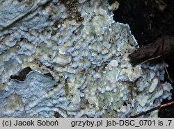 Attēlu rezultāti vaicājumam “Physisporinus vitreus”