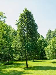 Attēlu rezultāti vaicājumam “Tilia americana”
