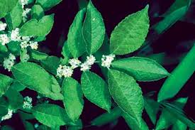 Attēlu rezultāti vaicājumam “Xylita laevigata”