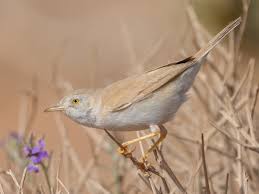 Attēlu rezultāti vaicājumam “Sylvia curruca adult”