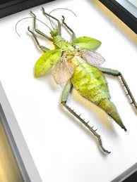 Attēlu rezultāti vaicājumam “Dicyphus nymph”