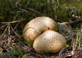 Attēlu rezultāti vaicājumam “Scleroderma citrinum”