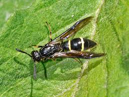 Attēlu rezultāti vaicājumam “Symmorphus sp.”