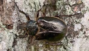 Attēlu rezultāti vaicājumam “Osmoderma barnabita”