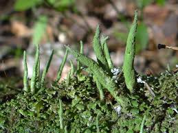 Attēlu rezultāti vaicājumam “Cladonia coniocraea”