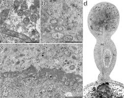 Attēlu rezultāti vaicājumam “Orthezia urticae”