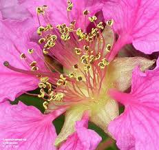 Attēlu rezultāti vaicājumam “Lythraceae”