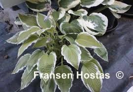 Image result for Hosta fortunei albomarginata