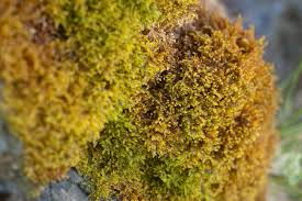 Attēlu rezultāti vaicājumam “Palustriella commutata”