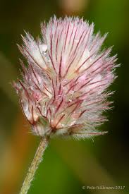 Attēlu rezultāti vaicājumam “Trifolium arvense flower”