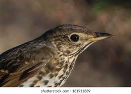 Attēlu rezultāti vaicājumam “Turdus philomelos juvenile”