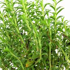 Image result for Bohnenkraut