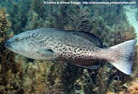 Image result for Mycteroperca microlepis