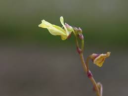 Attēlu rezultāti vaicājumam “Utricularia minor flower”
