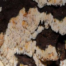 Attēlu rezultāti vaicājumam “Enteridium corticatum”