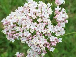 Attēlu rezultāti vaicājumam “Valeriana officinalis flower”