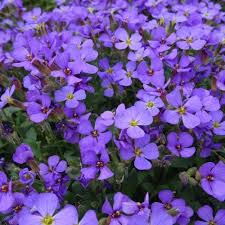 Attēlu rezultāti vaicājumam “Aubrieta deltoidea leaf”