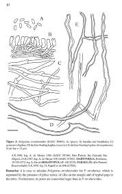 Attēlu rezultāti vaicājumam “Badhamiopsis scripta sessile”