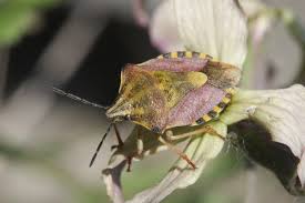 Attēlu rezultāti vaicājumam “Carpocoris purpureipennis”
