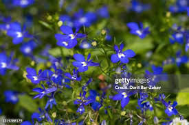 Attēlu rezultāti vaicājumam “Lobeliaceae”