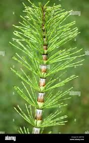 Attēlu rezultāti vaicājumam “Equisetum sylvaticum”