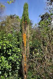 Attēlu rezultāti vaicājumam “Gymnosporangium cornutum”