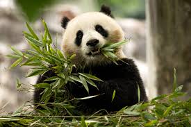Image result for pandas