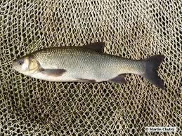 Attēlu rezultāti vaicājumam “Leuciscus idus”