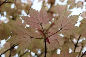 Attēlu rezultāti vaicājumam “Acer pseudoplatanus fo. purpurascens leaf”