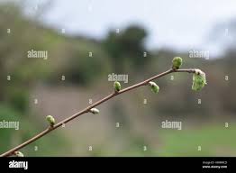 Attēlu rezultāti vaicājumam “Corylus avellana bud”