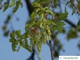 Attēlu rezultāti vaicājumam “Quercus robur male flower”
