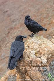 Attēlu rezultāti vaicājumam “Corvus corax adult”