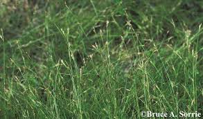 Attēlu rezultāti vaicājumam “Rhynchospora alba fruit”