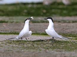 Image result for Gelochelidon nilotica