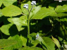 Attēlu rezultāti vaicājumam “Myosotis”