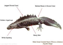 Attēlu rezultāti vaicājumam “Triturus cristatus”