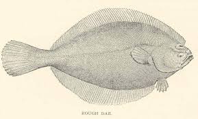 Image result for Reinhardtius hippoglossoides