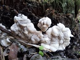 Attēlu rezultāti vaicājumam “Physarum pezizoideum stalked”