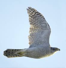 Image result for Goshawks G C