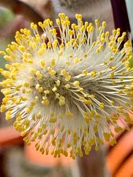Attēlu rezultāti vaicājumam “Salix caprea male flower”