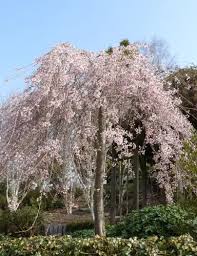 Attēlu rezultāti vaicājumam “Prunus (sakura)”