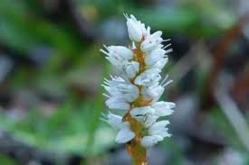 Attēlu rezultāti vaicājumam “Bistorta vivipara flower”